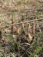 Equisetum arvense image