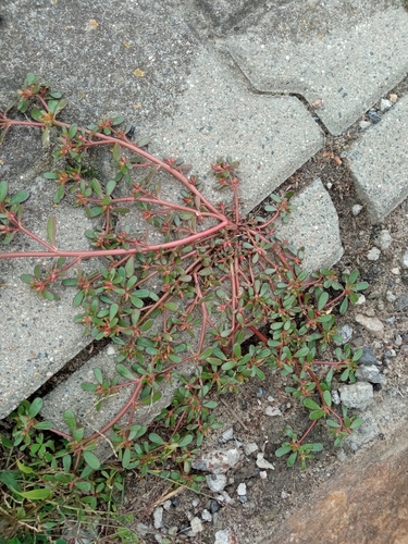 Common Purslane
