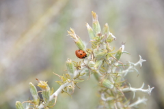 Tetradymia spinosa