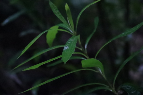 Kiggelaria africana, photograph 5