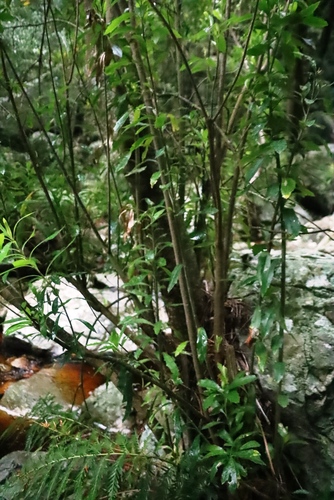 Kiggelaria africana, photograph 4