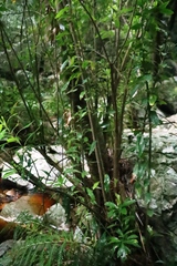 Kiggelaria africana, photograph (c) Tony Rebelo, some rights reserved (CC BY-SA)
