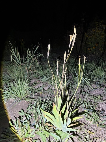Vesper Iris