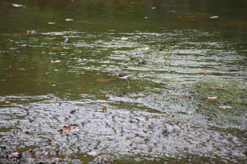 Solitary Sandpiper