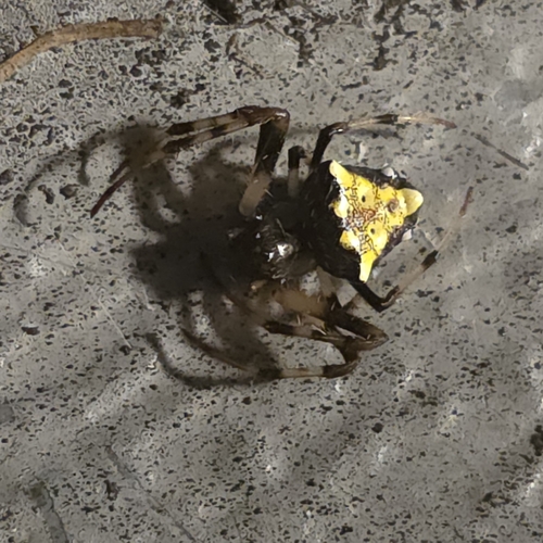 Arrowhead Orbweaver
