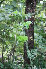 Smilax tamnoides, photograph author not stated, no rights reserved