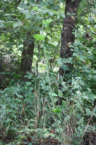 Smilax tamnoides, photograph 5