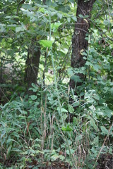 Smilax tamnoides, photograph author not stated, no rights reserved