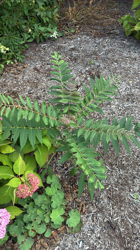 tree-of-heaven