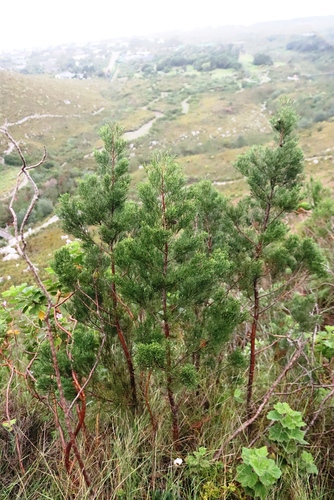 Widdringtonia nodiflora