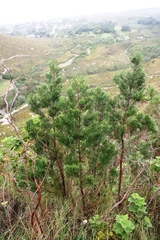 Widdringtonia nodiflora