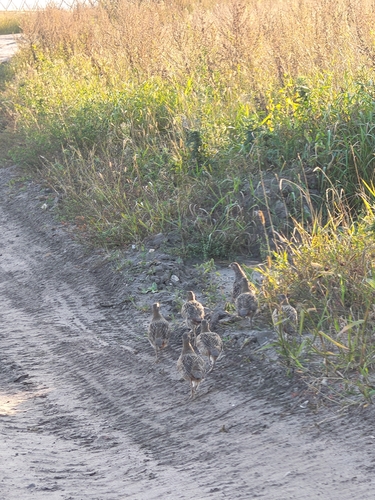 Gray Partridge