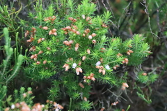 Erica sitiens