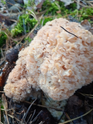 Cauliflower Fungus