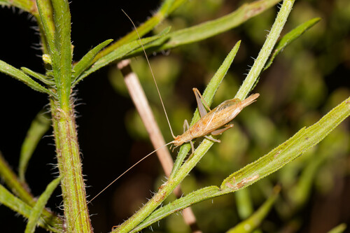 Italian Tree Cricket