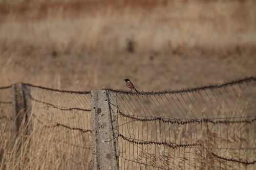 European Stonechat