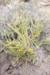Tetradymia spinosa