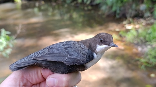 White-throated Dipper