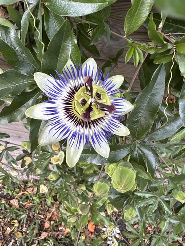 Bluecrown passionflower
