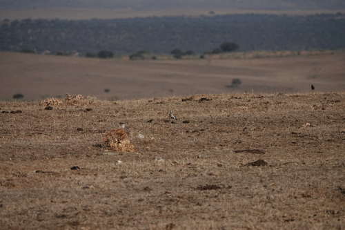 Calandra Lark