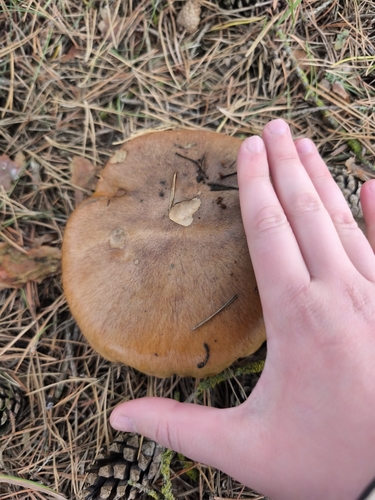 Purple-veiled Slippery Jack