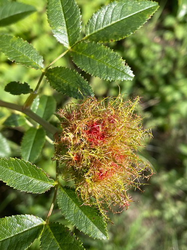 Mossy Rose Gall Wasp