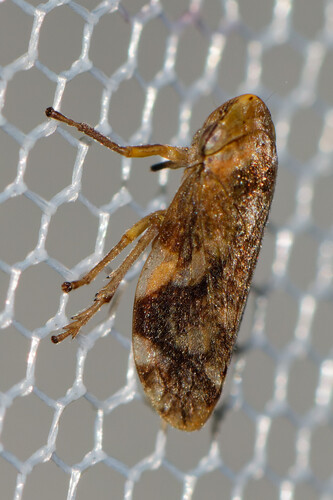 Meadow Spittlebug