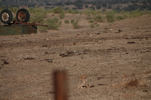 Greater Short-toed Lark