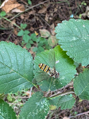 Marmalade Hover Fly