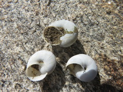 Cahuillus indioensis