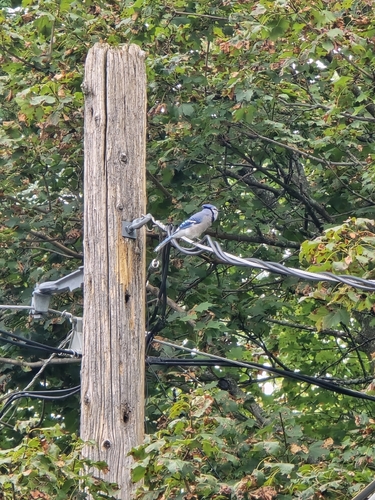 Blue Jay