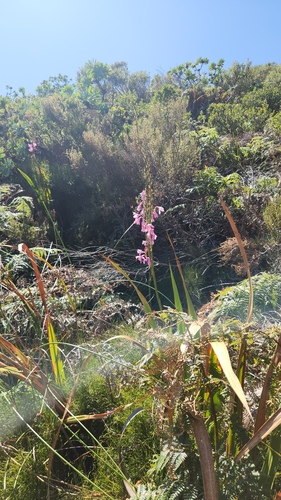 Watsonia borbonica, photograph 5