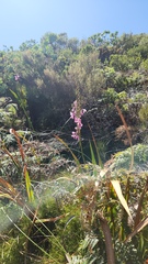 (c) Patrick Jackson, some rights reserved (CC BY) Watsonia borbonica, photograph (c) Patrick Jackson, some rights reserved (CC BY)