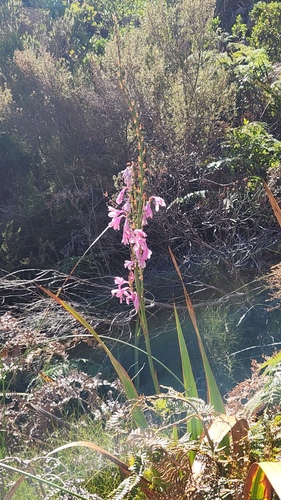 Watsonia borbonica, photograph 4