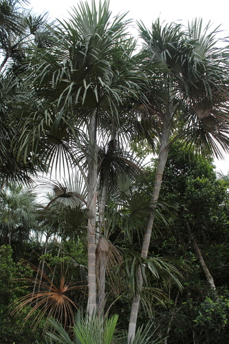 Mauritiella armata