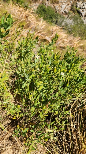 Montinia caryophyllacea, photograph 3