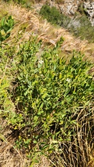 Montinia caryophyllacea, photograph (c) Patrick Jackson, some rights reserved (CC BY)