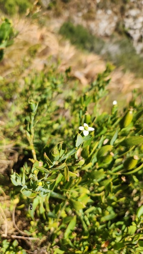 Montinia caryophyllacea, photograph 2