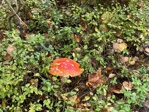 Fly Agaric