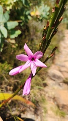 Watsonia borbonica