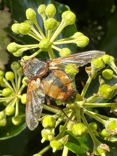 Common Tachinid