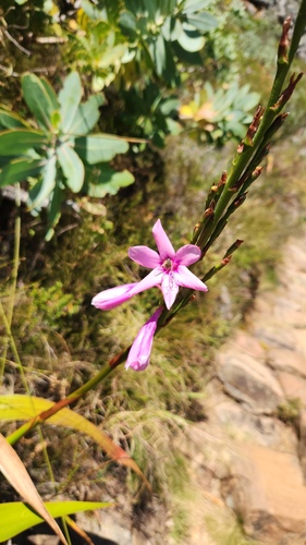 Watsonia borbonica, photograph 2