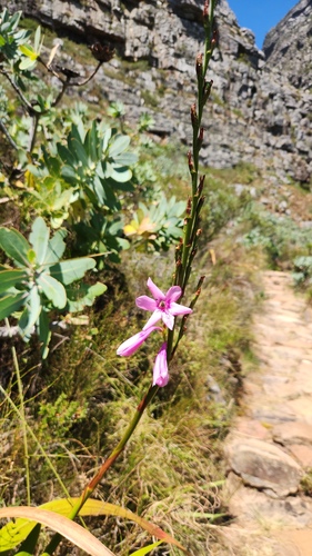 Watsonia borbonica, photograph 3