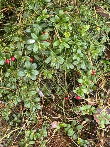 Lingonberry