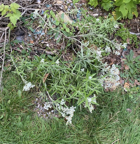 pearly everlasting