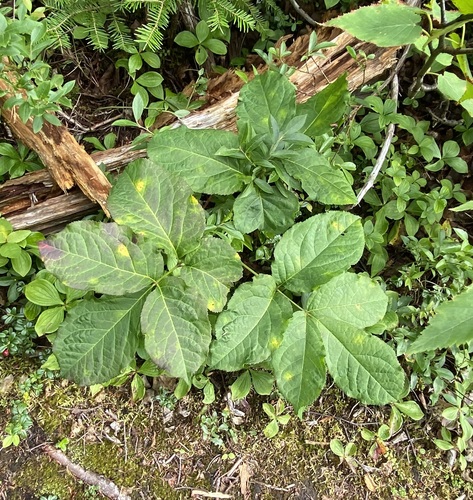 wild sarsaparilla