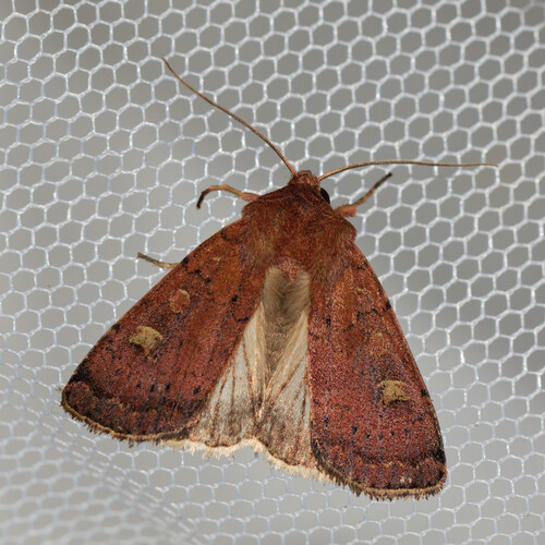 Square-spot Rustic