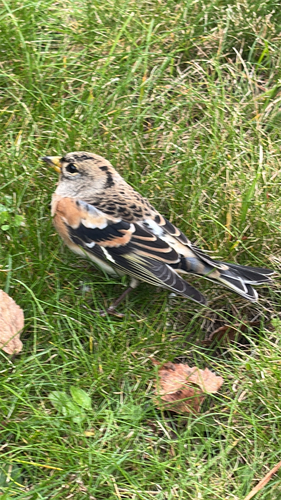 Brambling