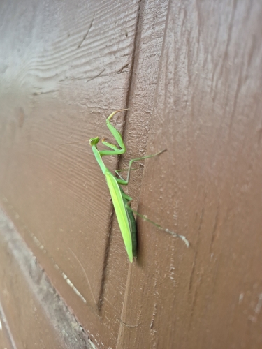 European Mantis