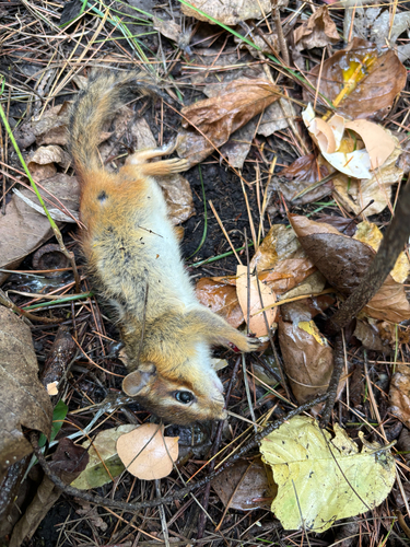Eastern Chipmunk